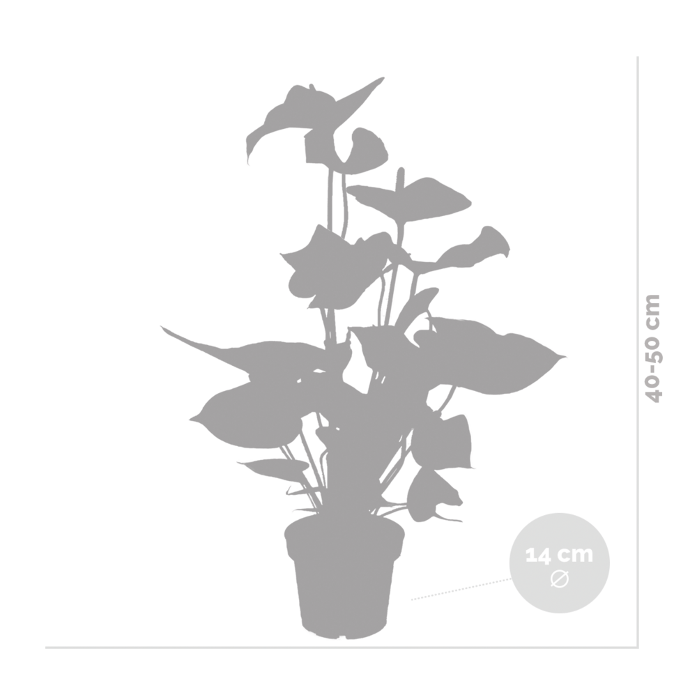  2x Anthurium 'aristo' Red– Flamingo Plant - Facile D'entretien - ⌀14 Cm - ↕45-55 Cm