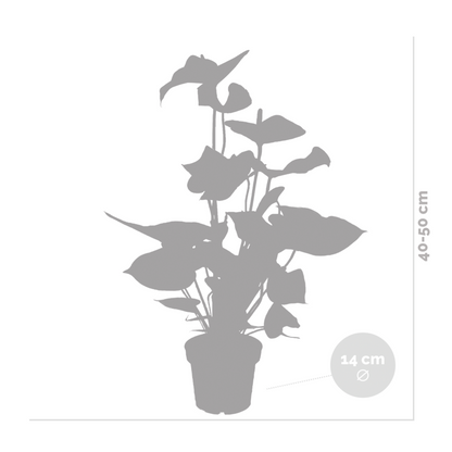  2x Anthurium 'aristo' Red– Flamingo Plant - Facile D'entretien - ⌀14 Cm - ↕45-55 Cm