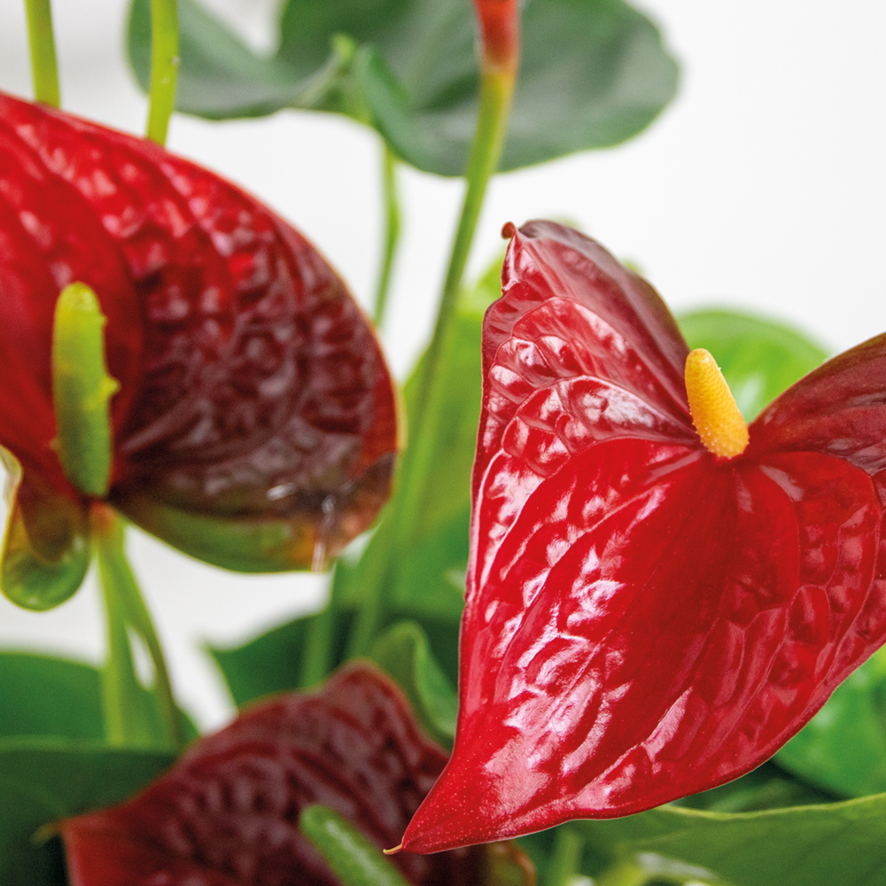  2x Anthurium 'aristo' Red– Flamingo Plant - Facile D'entretien - ⌀14 Cm - ↕45-55 Cm