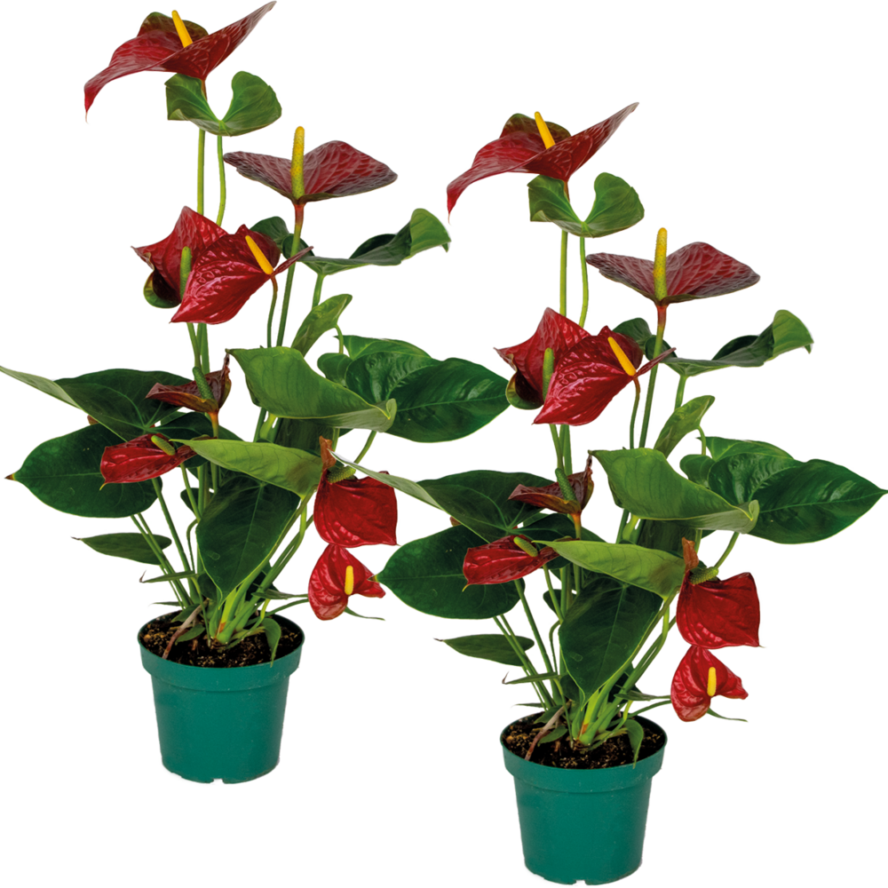  2x Anthurium 'aristo' Red– Flamingo Plant - Facile D'entretien - ⌀14 Cm - ↕45-55 Cm