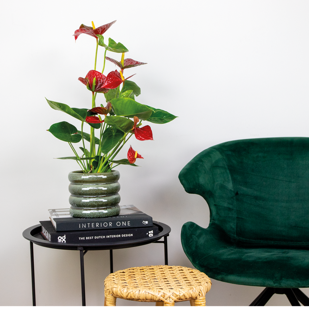  2x Anthurium 'aristo' Red– Flamingo Plant - Facile D'entretien - ⌀14 Cm - ↕45-55 Cm