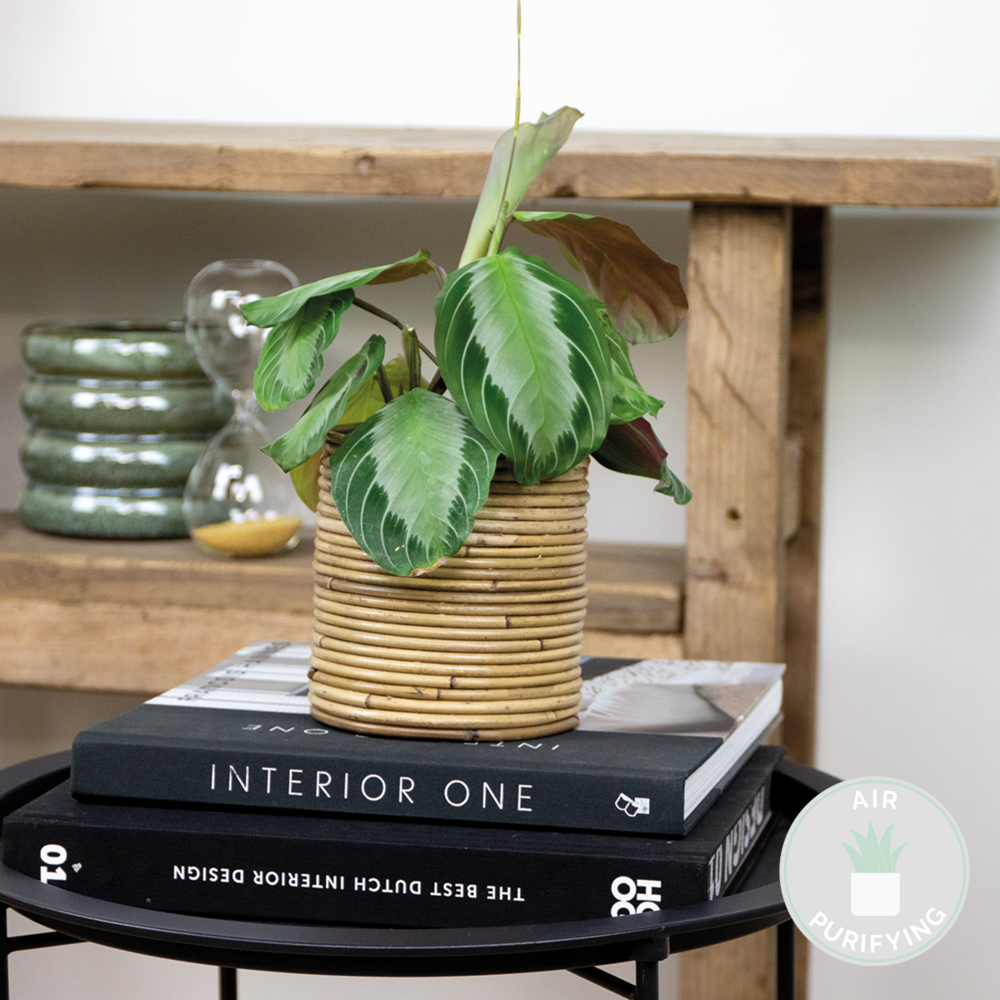  Maranta Silverband - Plante Priante - Plante Suspendue - Dépolluante - Hauteur 10-20 Cm - Pot 12 Cm