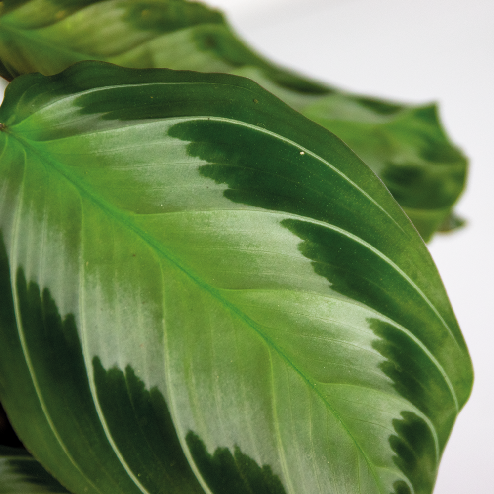  Maranta Silverband - Plante Priante - Plante Suspendue - Dépolluante - Hauteur 10-20 Cm - Pot 12 Cm
