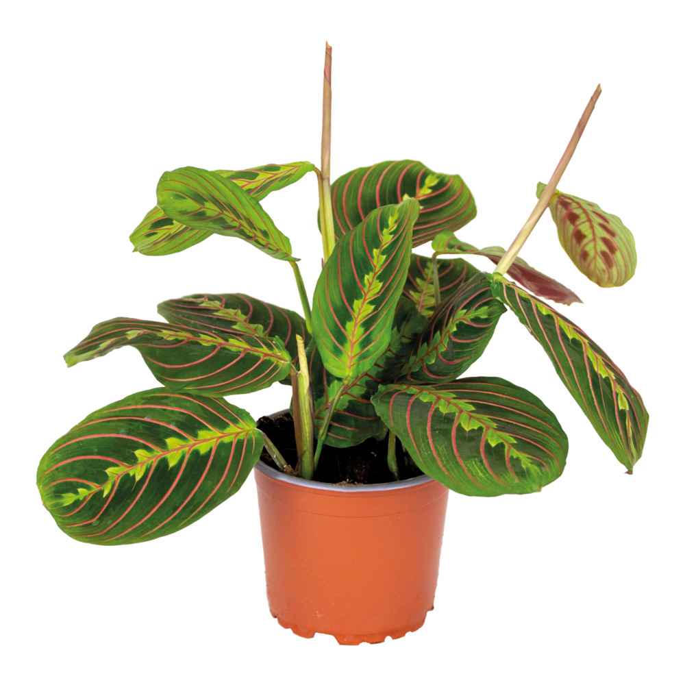  Maranta Tricolor - Plante Priante - Plante Suspendue - Dépolluante - Hauteur 10-20 Cm - Pot 12 Cm