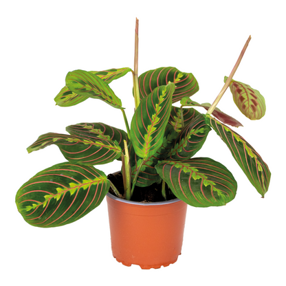  Maranta Tricolor - Plante Priante - Plante Suspendue - Dépolluante - Hauteur 10-20 Cm - Pot 12 Cm