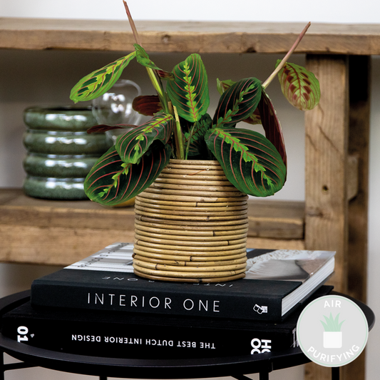 Maranta Tricolor - Plante Priante - Plante Suspendue - Dépolluante - Hauteur 10-20 Cm - Pot 12 Cm