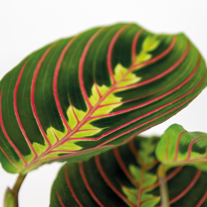  Maranta Tricolor - Plante Priante - Plante Suspendue - Dépolluante - Hauteur 10-20 Cm - Pot 12 Cm