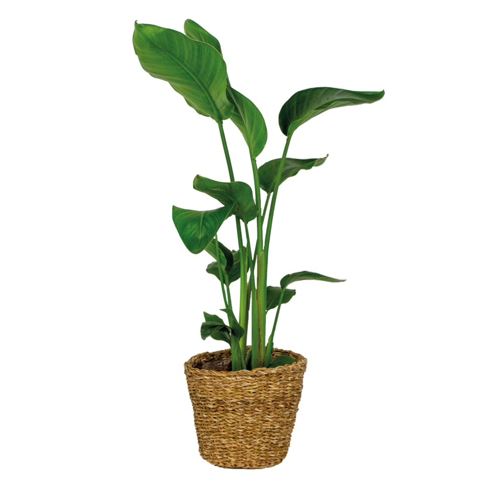  Strelitzia Nicolai - Oiseau De Paradis - Hauteur 80-100 Cm - Panier En Rotin 21 Cm