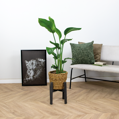  Strelitzia Nicolai - Oiseau De Paradis - Hauteur 80-100 Cm - Panier En Rotin 21 Cm