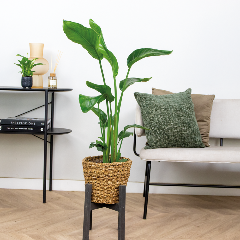  Strelitzia Nicolai - Oiseau De Paradis - Hauteur 80-100 Cm - Panier En Rotin 21 Cm