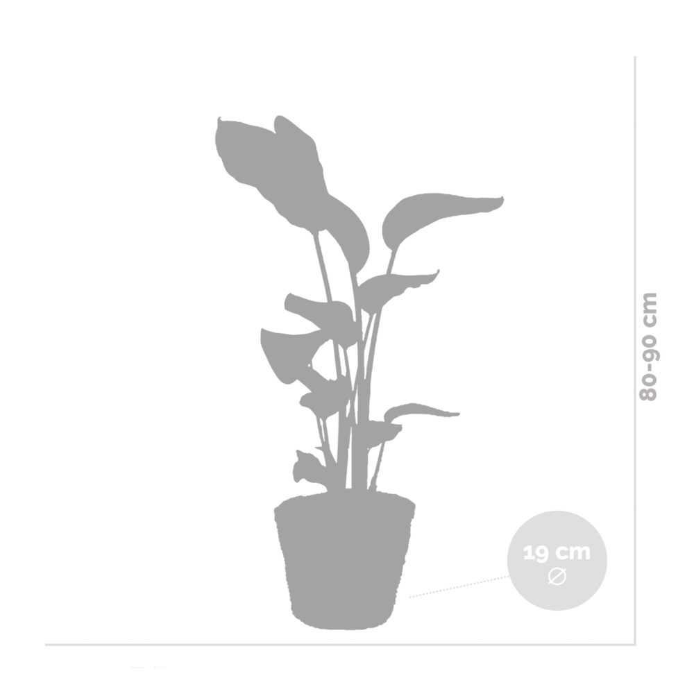  Strelitzia Nicolai - Oiseau De Paradis - Hauteur 80-100 Cm - Panier En Rotin 21 Cm