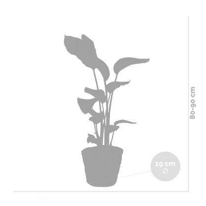  Strelitzia Nicolai - Oiseau De Paradis - Hauteur 80-100 Cm - Panier En Rotin 21 Cm