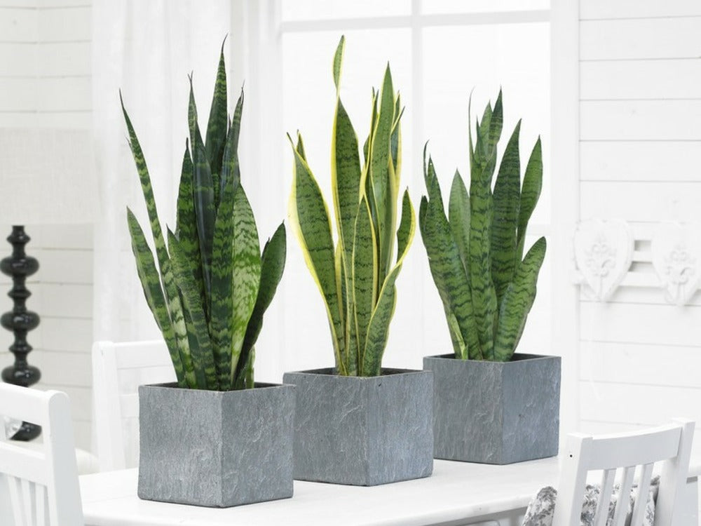  2x Sansevieria 'laurentii' Xl - Langue De Dame - Succulente - ⌀17cm - 55-65 Cm