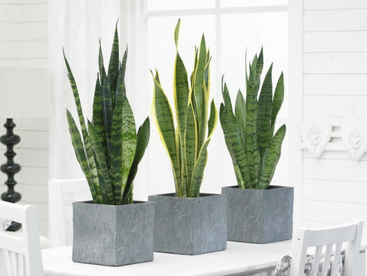  2x Sansevieria 'laurentii' Xl - Langue De Dame - Succulente - ⌀17cm - 55-65 Cm