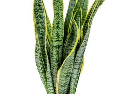  2x Sansevieria 'laurentii' Xl - Langue De Dame - Succulente - ⌀17cm - 55-65 Cm