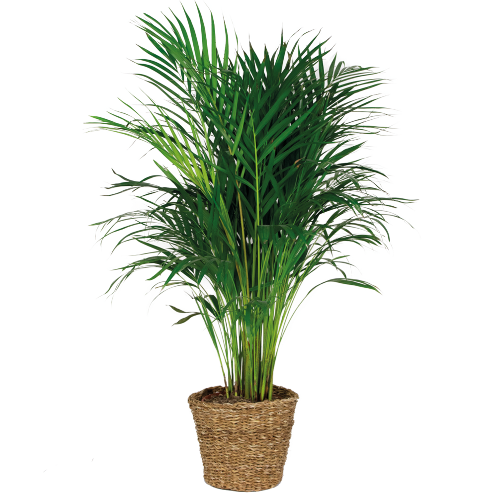  Dypsis Lutescens Incl. Panier En Jonc De Mer - Facile D'entretien - ⌀21 Cm - ↕100-110 Cm