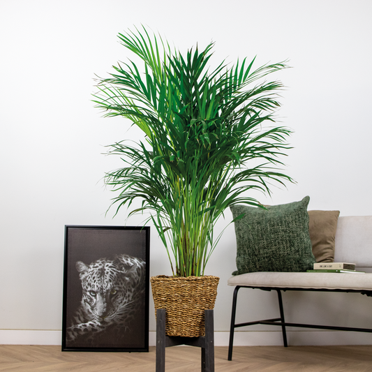  Dypsis Lutescens Incl. Panier En Jonc De Mer - Facile D'entretien - ⌀21 Cm - ↕100-110 Cm