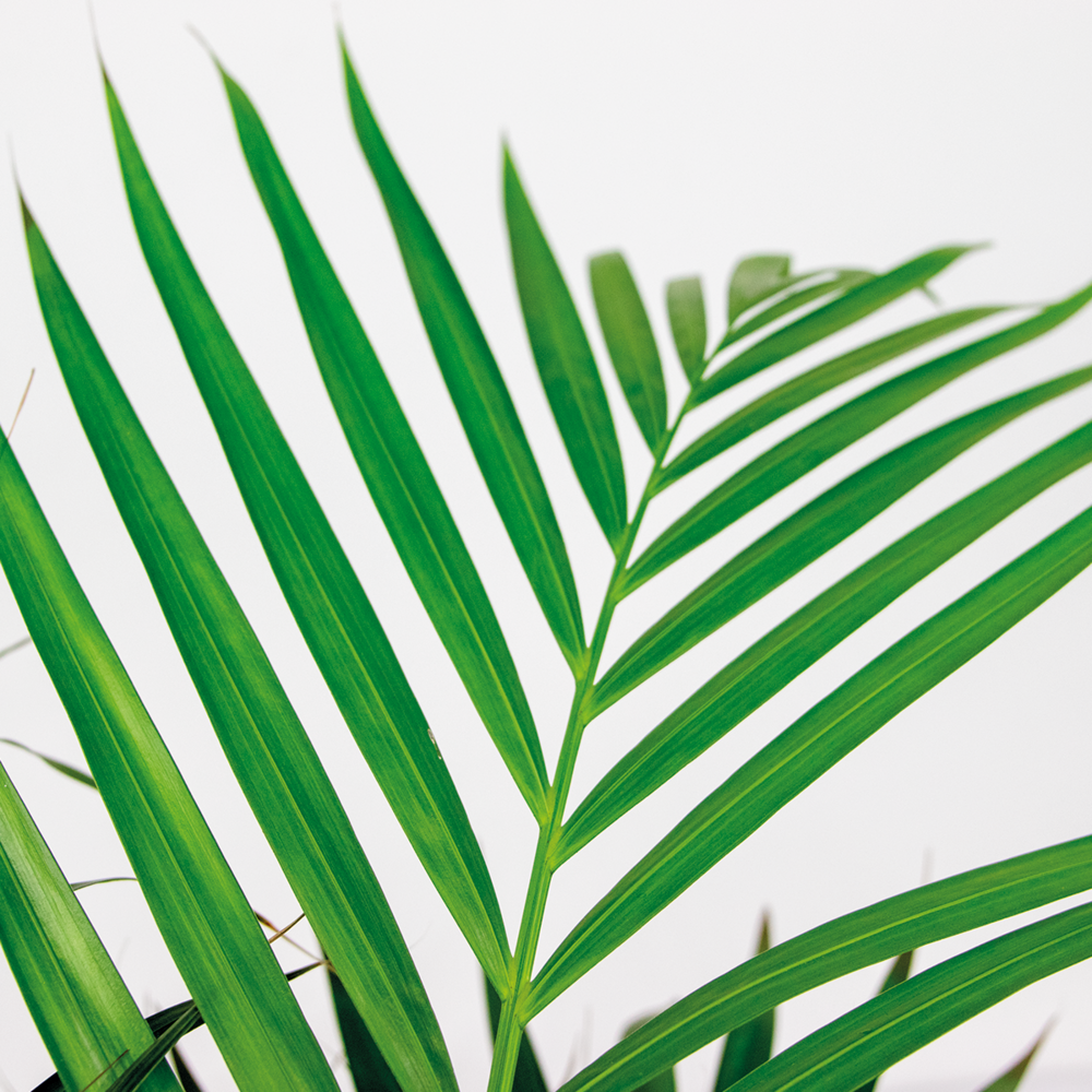  Dypsis Lutescens Incl. Panier En Jonc De Mer - Facile D'entretien - ⌀21 Cm - ↕100-110 Cm