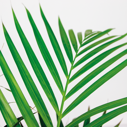  Dypsis Lutescens Incl. Panier En Jonc De Mer - Facile D'entretien - ⌀21 Cm - ↕100-110 Cm