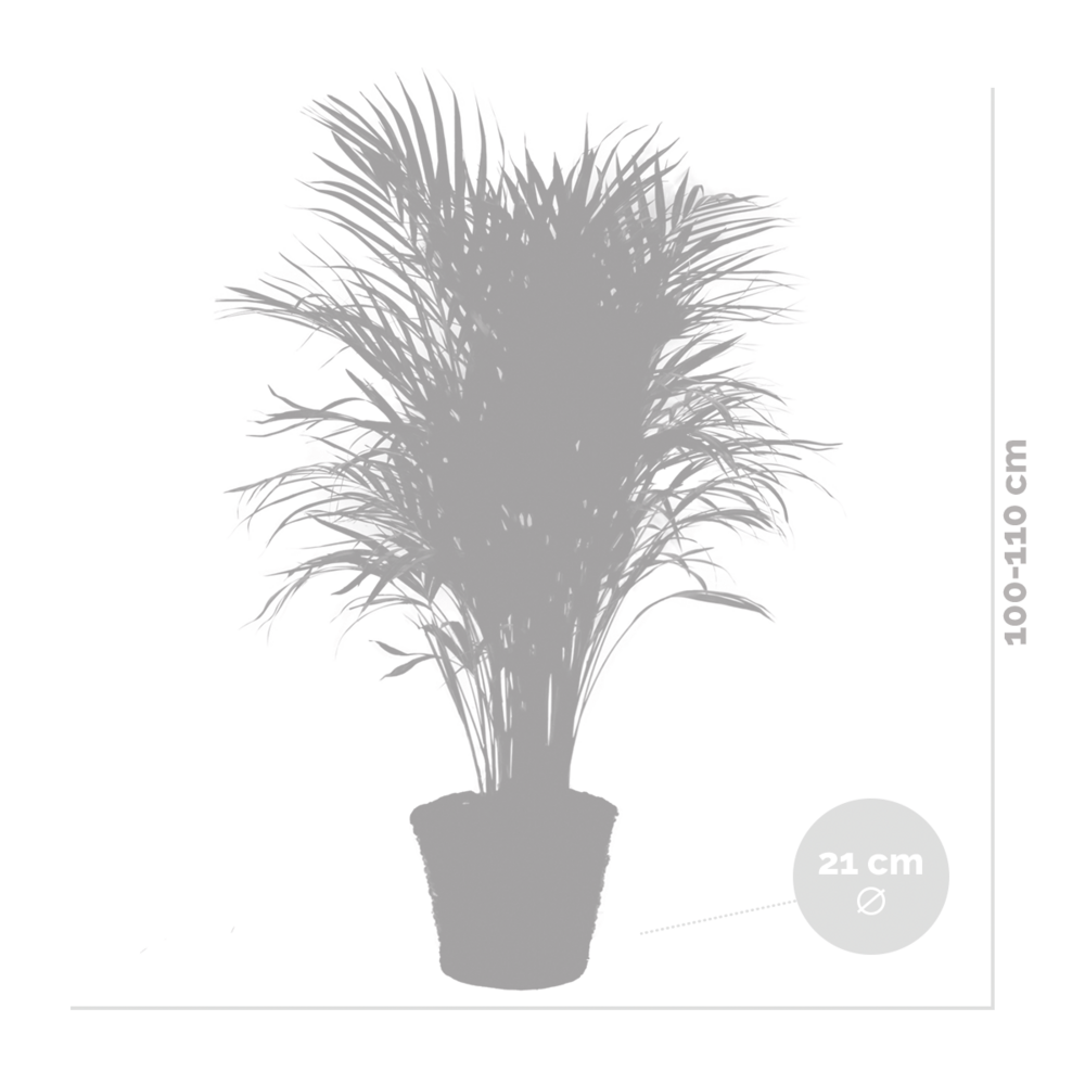  Dypsis Lutescens Incl. Panier En Jonc De Mer - Facile D'entretien - ⌀21 Cm - ↕100-110 Cm