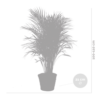 Dypsis Lutescens Incl. Panier En Jonc De Mer - Facile D'entretien - ⌀21 Cm - ↕100-110 Cm