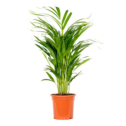  Dypsis Lutescens - Golden Palm - Plante D'intérieur - Entretien Facile - ⌀17 Cm - ↕60-70 Cm