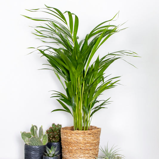 Dypsis Lutescens - Golden Palm - Plante D'intérieur - Entretien Facile - ⌀17 Cm - ↕60-70 Cm