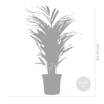  Dypsis Lutescens - Golden Palm - Plante D'intérieur - Entretien Facile - ⌀17 Cm - ↕60-70 Cm