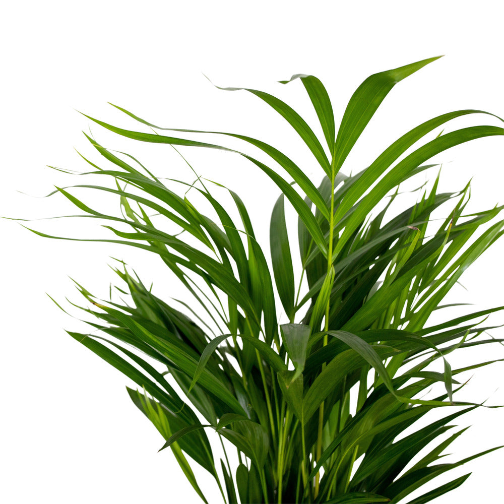  Dypsis Lutescens - Golden Palm - Plante D'intérieur - Entretien Facile - ⌀17 Cm - ↕60-70 Cm