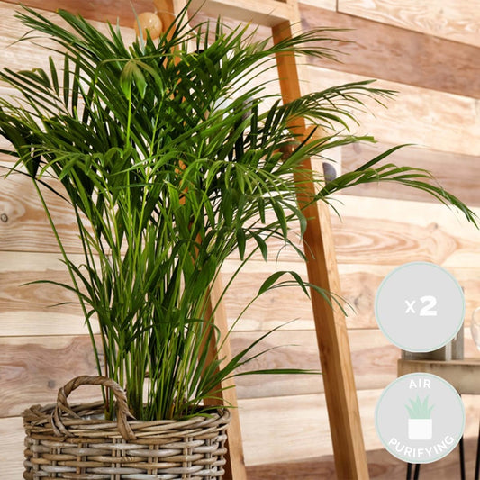 2x Mélange De Palmiers D'intérieur - Dypsis-chamaedorea - Facile D'entretien – ⌀12 Cm - ↕20-45 Cm