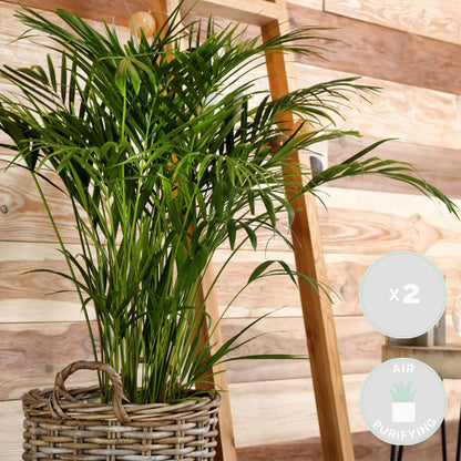  2x Mélange De Palmiers D'intérieur - Dypsis-chamaedorea - Facile D'entretien – ⌀12 Cm - ↕20-45 Cm