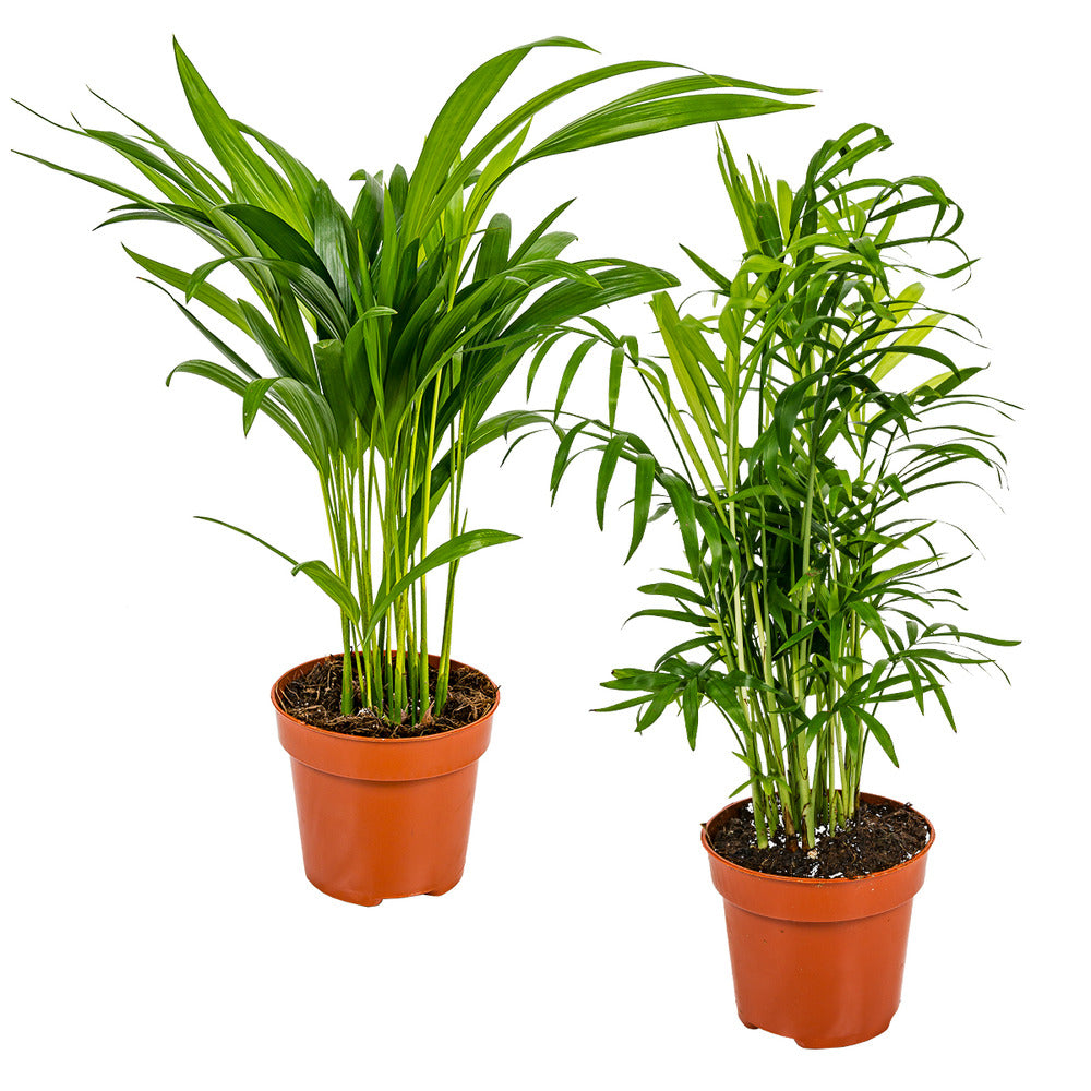  2x Mélange De Palmiers D'intérieur - Dypsis-chamaedorea - Facile D'entretien – ⌀12 Cm - ↕20-45 Cm