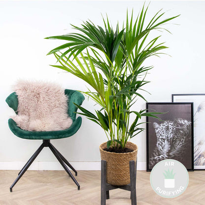  Howea Forsteriana Incl. Panier En Jonc De Mer - Palmier Kentia - Purificateur D'air - ⌀19 Cm - ↕90-100 Cm