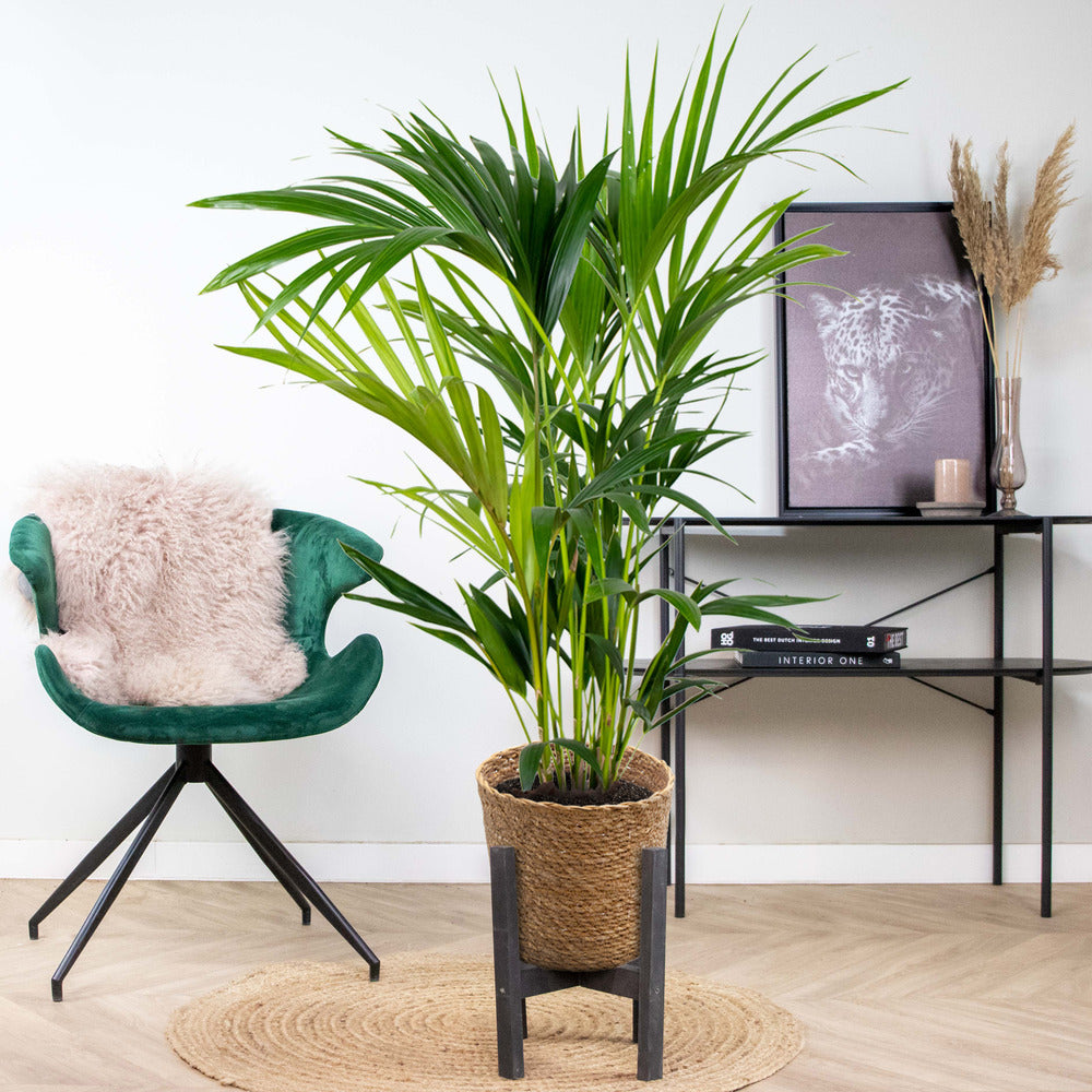  Howea Forsteriana Incl. Panier En Jonc De Mer - Palmier Kentia - Purificateur D'air - ⌀19 Cm - ↕90-100 Cm