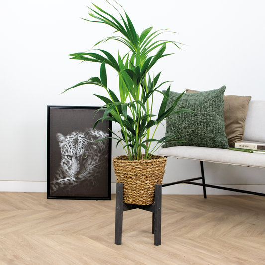  Howea Forsteriana Incl Seagrass Basket - Palmier Kentia - Purificateur D'air - ⌀19 Cm - ↕90-100 Cm