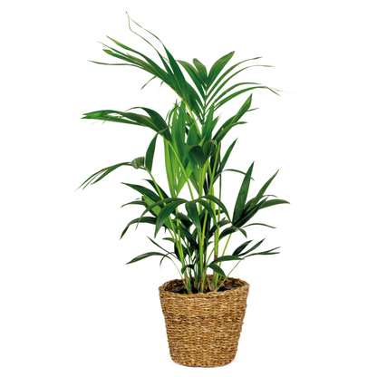  Howea Forsteriana Incl Seagrass Basket - Palmier Kentia - Purificateur D'air - ⌀19 Cm - ↕90-100 Cm