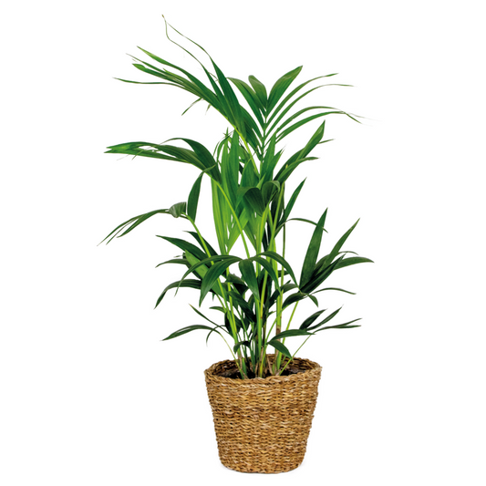  Howea Forsteriana Incl Seagrass Basket - Palmier Kentia - Purificateur D'air - ⌀19 Cm - ↕90-100 Cm