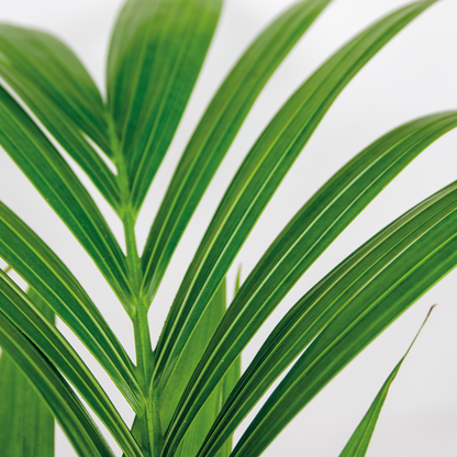  Howea Forsteriana Incl Seagrass Basket - Palmier Kentia - Purificateur D'air - ⌀19 Cm - ↕90-100 Cm