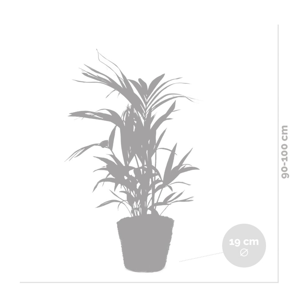  Howea Forsteriana Incl Seagrass Basket - Palmier Kentia - Purificateur D'air - ⌀19 Cm - ↕90-100 Cm