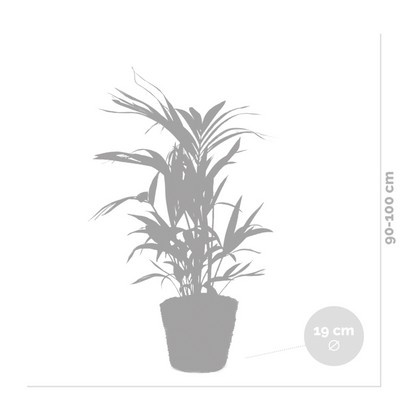  Howea Forsteriana Incl Seagrass Basket - Palmier Kentia - Purificateur D'air - ⌀19 Cm - ↕90-100 Cm