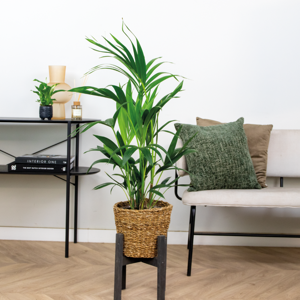  Howea Forsteriana Incl Seagrass Basket - Palmier Kentia - Purificateur D'air - ⌀19 Cm - ↕90-100 Cm