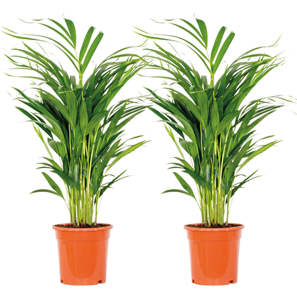  2x Dypsis Lutescens - Palmier Doré - Plante D'intérieur - Facile D'entretien - ⌀17 Cm - ↕60-70 Cm