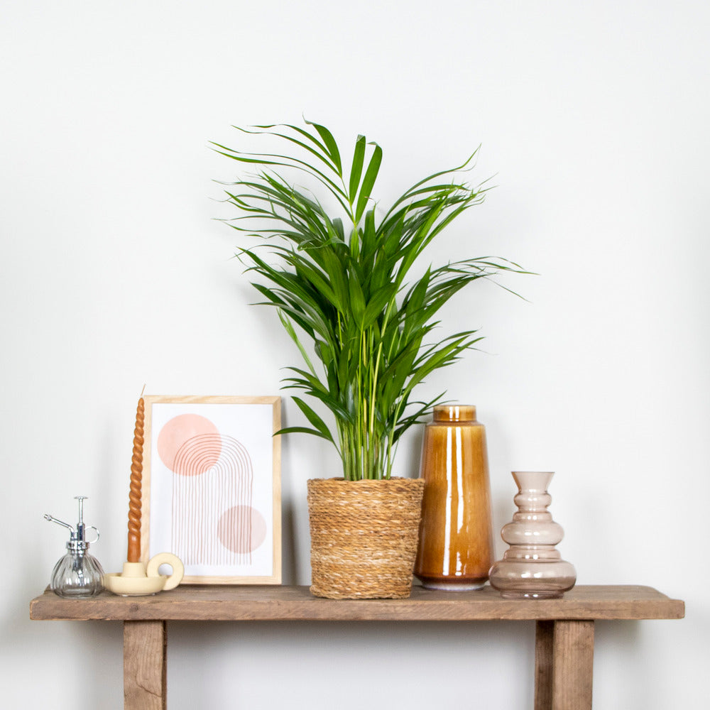  2x Dypsis Lutescens - Palmier Doré - Plante D'intérieur - Facile D'entretien - ⌀17 Cm - ↕60-70 Cm