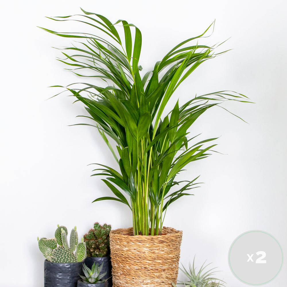  2x Dypsis Lutescens - Palmier Doré - Plante D'intérieur - Facile D'entretien - ⌀17 Cm - ↕60-70 Cm
