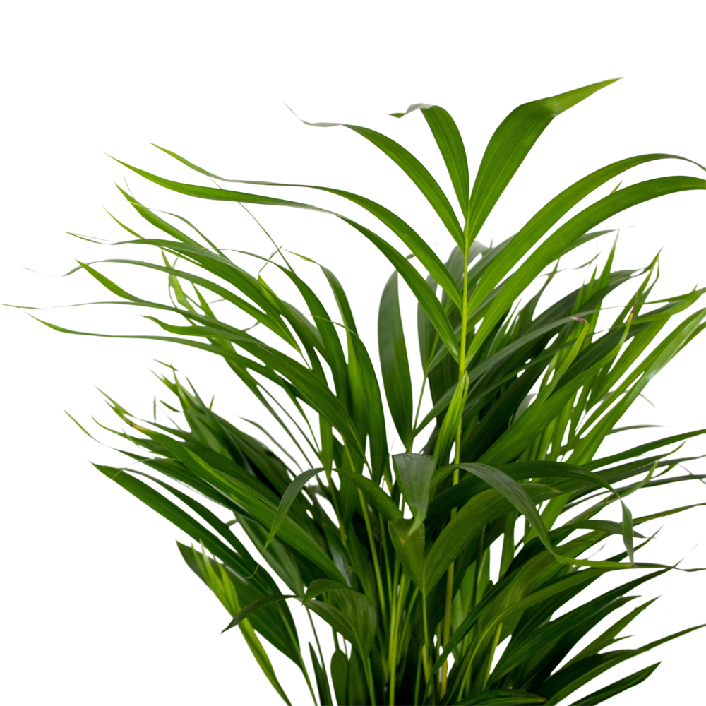  2x Dypsis Lutescens - Palmier Doré - Plante D'intérieur - Facile D'entretien - ⌀17 Cm - ↕60-70 Cm
