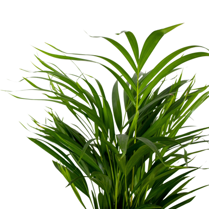  2x Dypsis Lutescens - Palmier Doré - Plante D'intérieur - Facile D'entretien - ⌀17 Cm - ↕60-70 Cm