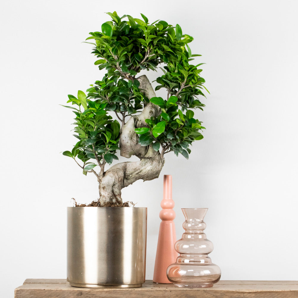  Ficus Microcarpa 'ginseng' En Forme De S – Bonsaï – Plante D'intérieur – ⌀22 Cm - ↕60-70 Cm