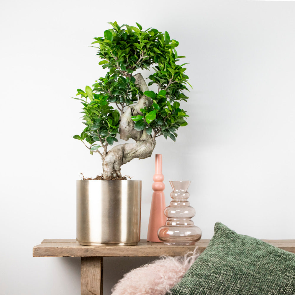  Ficus Microcarpa 'ginseng' En Forme De S – Bonsaï – Plante D'intérieur – ⌀22 Cm - ↕60-70 Cm