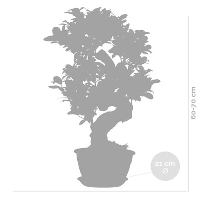  Ficus Microcarpa 'ginseng' En Forme De S – Bonsaï – Plante D'intérieur – ⌀22 Cm - ↕60-70 Cm