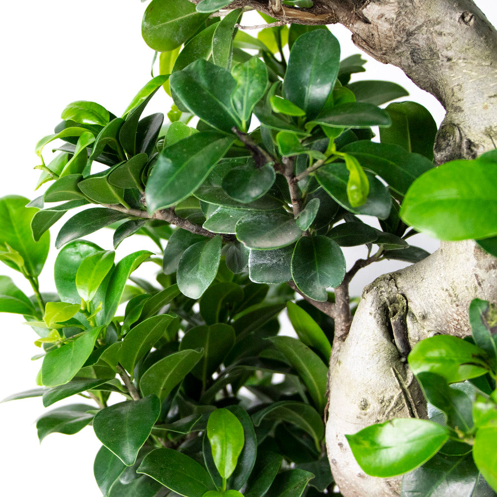  2x Ficus Microcarpa 'ginseng' En Forme De S – Bonsaï – Plante D'intérieur – ⌀22 Cm - ↕60-70 Cm